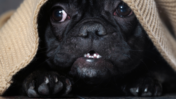 Tips för skotträdda hundar